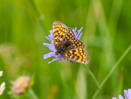 Queen of Spain fritillary (Issoria lathonia) in a meadow clover, near St. Andrae-Hoech, Sausal,