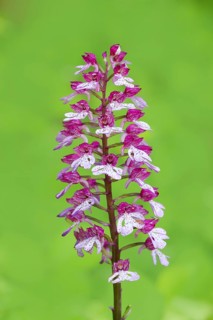 Northern marsh-orchid (Orchis purpurea), inflorescence, flowering, macro, nature photography,