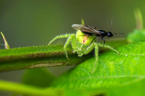 Crab Spider, Heriaeus hirtus, Green Crab Spider, Albania, Europe