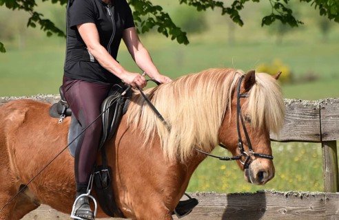Close-up of a ridden Icelandic horse with equipment and typical long hair