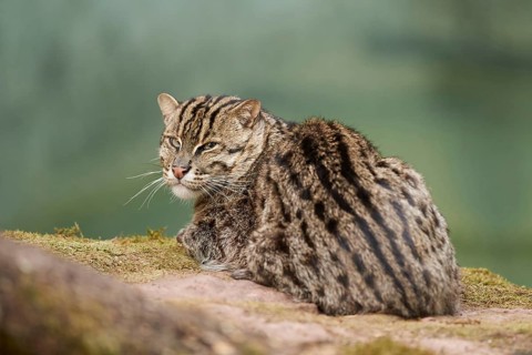 Close-up of a fishing cat (Prionailurus viverrinus) in spring