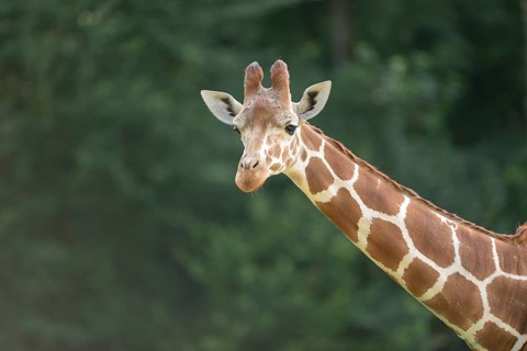 Portrait of a eticulated giraffe (Giraffa camelopardalis reticulata) in spring
