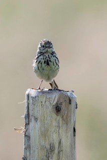 Meadow Pipit (Anthus pratensis), Emsland, Lower Saxony, Germany, Europe
