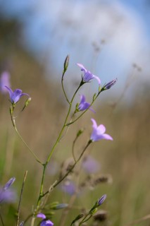 Close-op of spreading bellflower (Campanula patula) blossoms in a meadow in spring