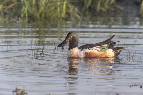Northern shoveler (Spatula clypeata), Lower Saxony, Germany, Europe