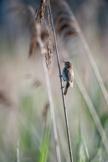 Sedge warbler (Acrocephalus schoenobaenus), Lower Saxony, Germany, Europe