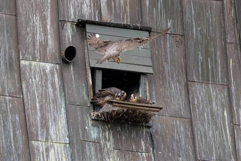 Peregrine falcon (Falco peregrinus), adult bird approaching the nesting box, in the church spire of