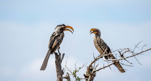 Red-ringed tocos (Tockus leucomelas) sitting on a branch against a blue sky, with open beak, Kruger