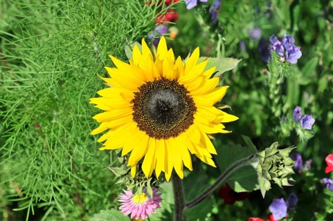 Sunflower (Helianthus annuus), flowering, Baden-Wuerttemberg, Germany, Europe, Yellow sunflower in