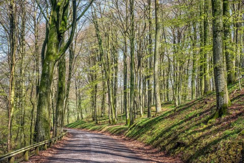 Road in a beech forest (Fagus sylvatica) in the springtime in Fyledalen, Tomelilla community, Skane