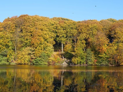 Autumn colours of the forest are reflected in the calm water surface of a lake, ideal for a