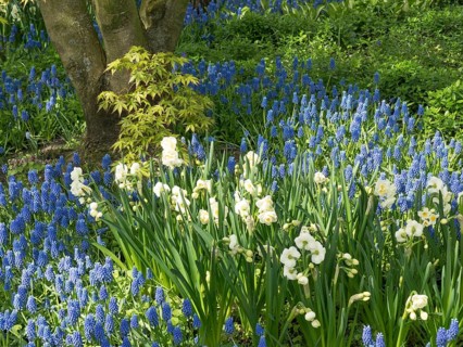 Blooming blue hyacinths and white flowers under a tree in a spring garden, many colourful, blooming