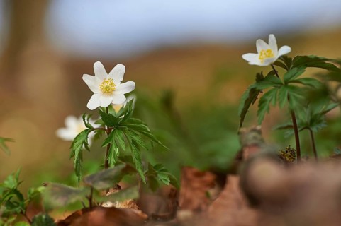 Wood anemone (Anemone nemorosa) Blossoms in a forest, Bavaria, Germany, Europe
