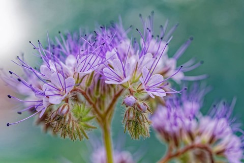 Macro photograph of a purple flower with delicate stamens and blurred background, lacy phacelia