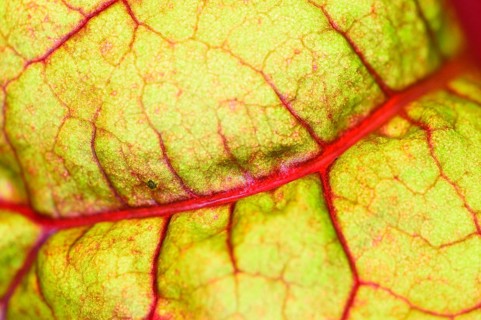 Coloured Chard (Beta vulgaris subsp. cicla) growing in a garden in autumn