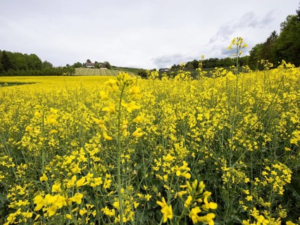 Rape field in bloom, near Riegersburg, Styria, Austria, Europe