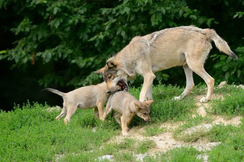 Algonquin wolf (Canis lupus lycaon) mother with pups on a green meadow, captive, Germany, Europe