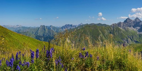 Monkshood (Aconitum napellus), on the Wildengundkopf, 2238m, behind the Hoefats, 2259m, Allgaeu