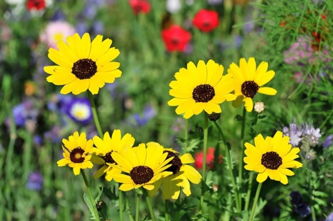 Golden daisy (Euryops spec.), flower meadow, Baden-Wuerttemberg, Germany, Europe, group of yellow