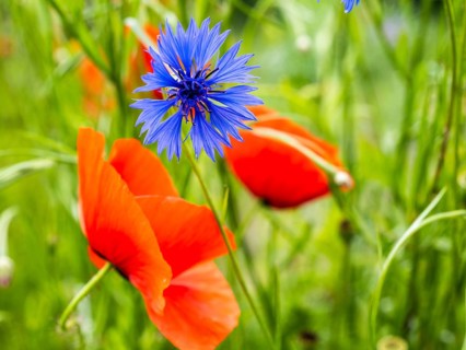 Cornflower (Centaurea cyanus), near Heimschuh, Styria, Austria, Europe