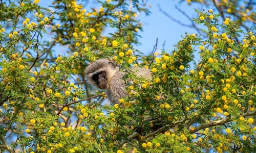 Southern vervet monkey (Chlorocebus pygerythrus) sitting in a flowering tree, eating yellow flowers