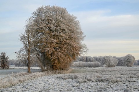 A winter landscape with frozen field and frozen trees under a calm sky, Frosty winter time in the