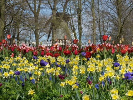 Flowerbed with red tulips, yellow daffodils and purple flower-bed in front of a windmill in a