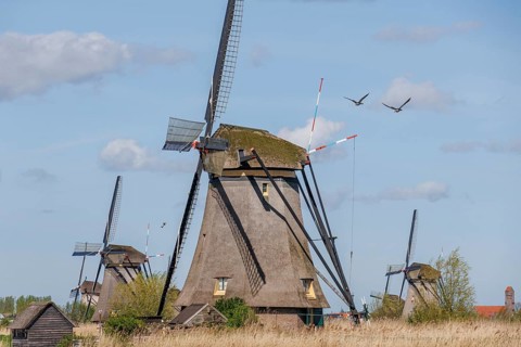 Several windmills on a windy spring day under a cloudy sky, windmills of Kinderdijk on a river,