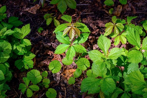 Parthenocissus inserta (Parthenocissus vitacea) or Five-leaved Wild Vine on old foliage, Kempten,