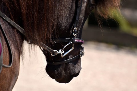 Detailed view of an Icelandic horse with head, mane, mop of hair and equipped with reins, bridle