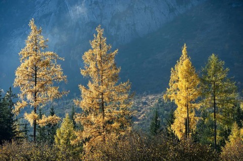 Landscape of yellow European larch (Larix decidua) trees growing in a forest on a mountain in