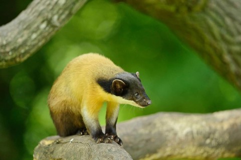 Close-up of a yellow-throated marten (Martes flavigula) in a forest, captive