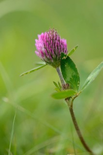 Close-up of a red clover (Trifolium pratense) blossom in a meadow in spring