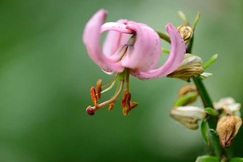 Close-up of a Martagon or Turk's cap lily (Lilium martagon) in a forest in spring