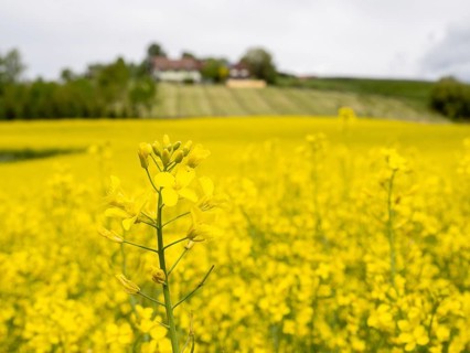 Rape field in bloom, near Riegersburg, Styria, Austria, Europe
