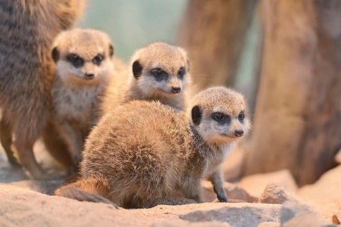 Close-up of three little meerkat or suricate (Suricata suricatta) babies sitting in sand