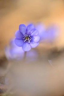 Close-up of a Common Hepatica (Anemone hepatica) blossom in a forest on a sunny evening in spring