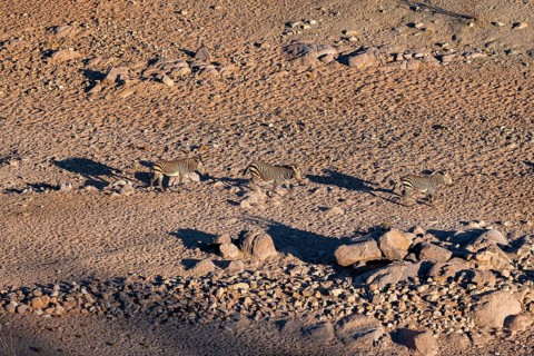 Three hartmann's mountain zebras (Equus zebra hartmannae) between rocks, casting long shadows, from