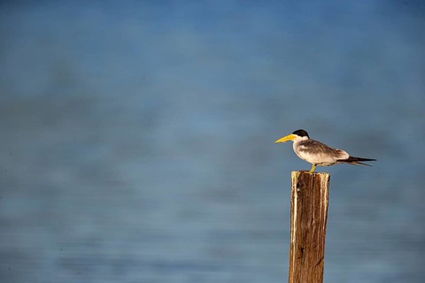 Large-billed Tern (Phaetusa simplex) Pantanal Brazil