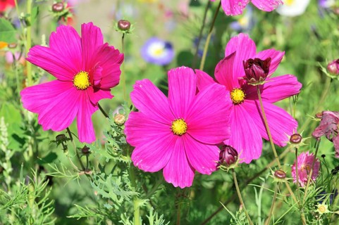 Mexican aster (Cosmea bipinnata), Schwaebisch Gmuend, Baden-Wuerttemberg, Germany, Europe, close-up