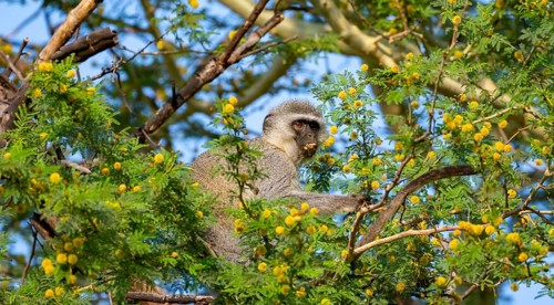 Southern vervet monkey (Chlorocebus pygerythrus) sitting in a flowering tree, eating yellow flowers