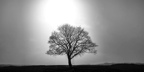 Maple tree (Acer pseudoplataus) near Kornhofen, Allgaeu Alpine foothills, Allgaeu, Bavaria,