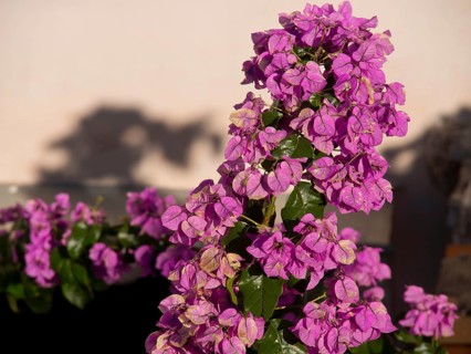 Close-up of bright purple flowering plants with green leaves, the old town of Dubrovnik with