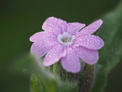 Tautropes, red campion (Silene dioica), close-up with focus stacking, near Ratten, Ennstal, Styria,