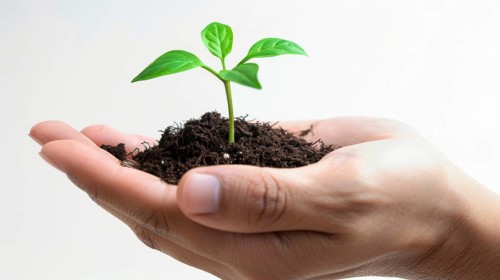 Hands cupping soil and a small green sprout