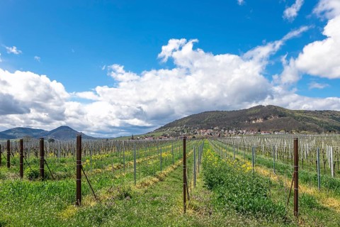 View over vineyards to the wine village of Frankweiler and the Palatinate Forest, Southern