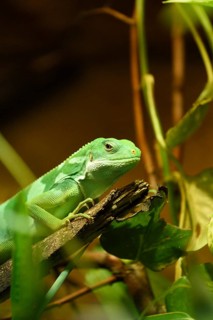 Close-up of a Fiji banded iguana (Brachylophus fasciatus) in a terrarium