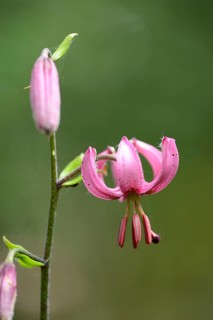 Close-up of a Martagon or Turk's cap lily (Lilium martagon) in a forest in spring