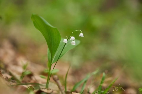 Close-up of Lily of the valley (Convallaria majalis) blossoms in early summer