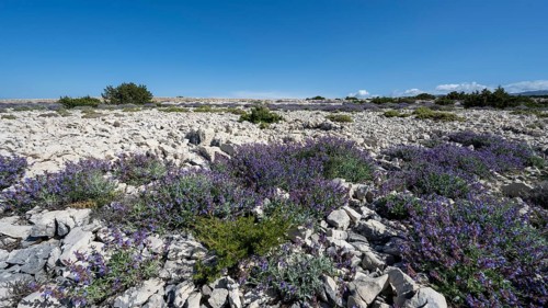 Flowering sage (Salvia), island of Pag, Zadar, Dalmatia, Croatia, Europe